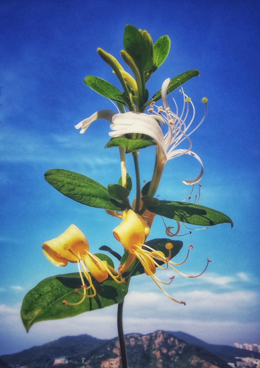 金银花付家庄公园大连