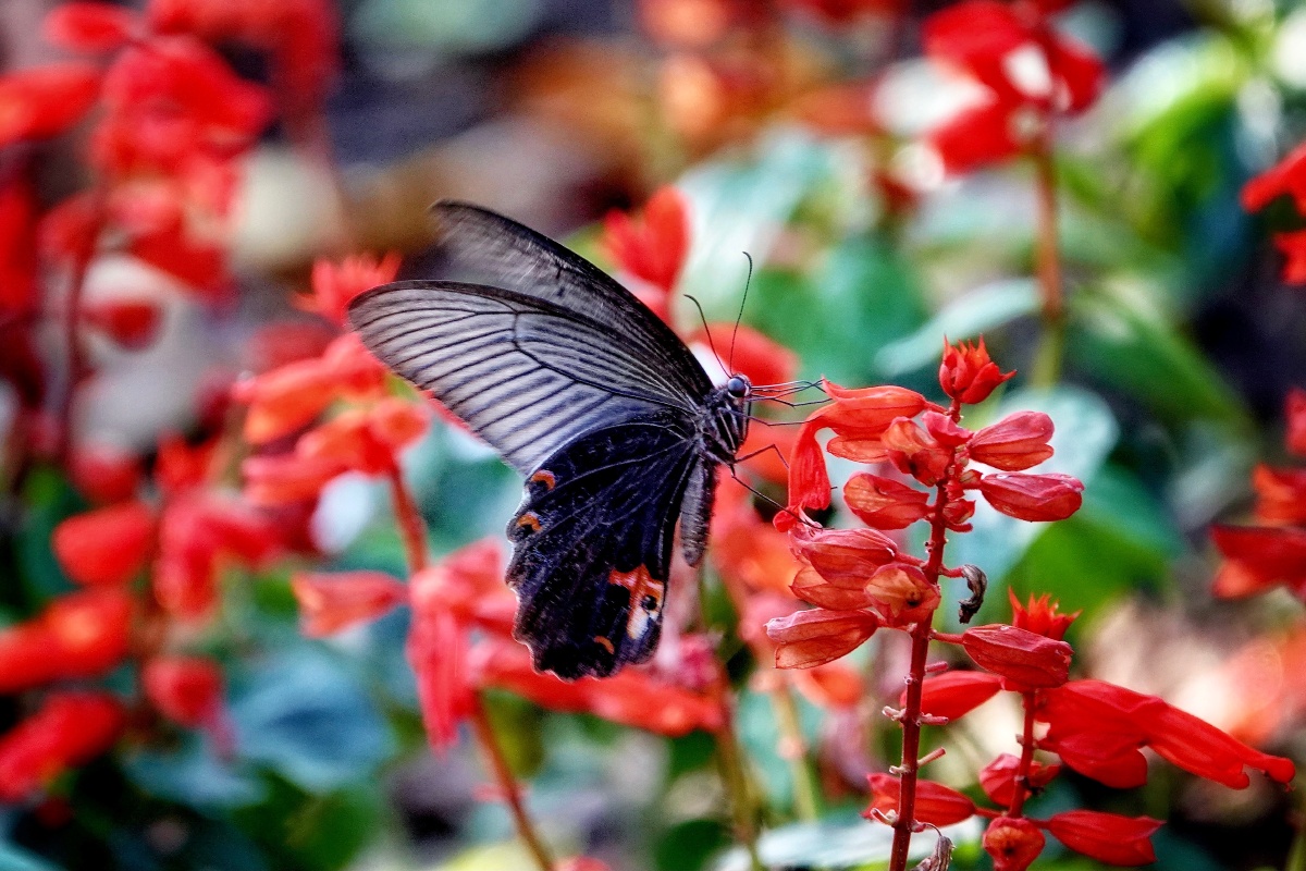 黑凤蝶自然生态之美