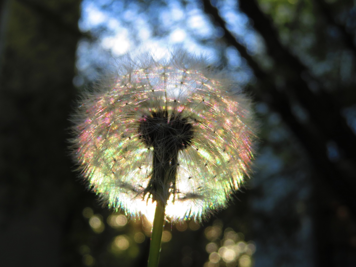 彩色毛毛球翻出几年前在拉萨拍的蒲公英高原的日照让它光彩迷人原图