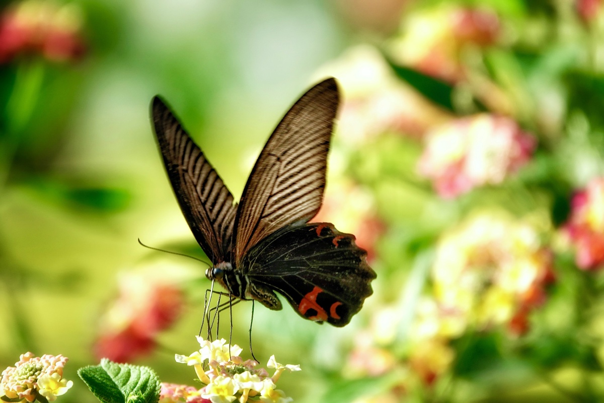 黑凤蝶自然生态之美