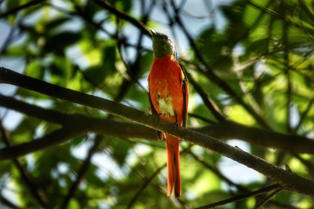 长尾山椒鸟帅气十足