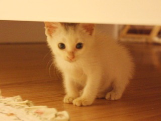 小猫来我家的第一个晚上.jpg