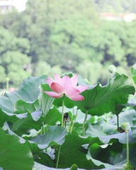 莲的心事（竖图）.jpg