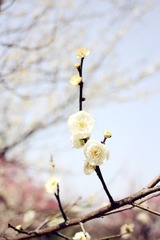 灵峰探梅-5.jpg