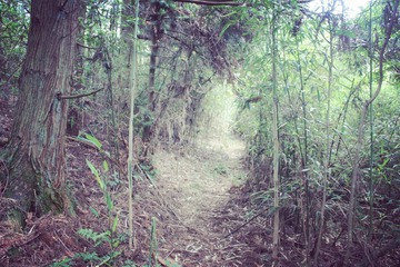 山路-2.jpg
