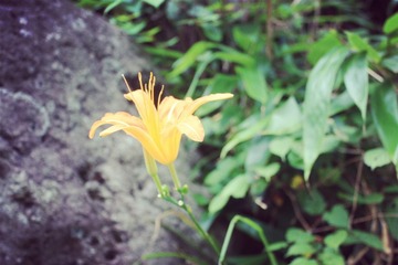 无名小花-2.jpg