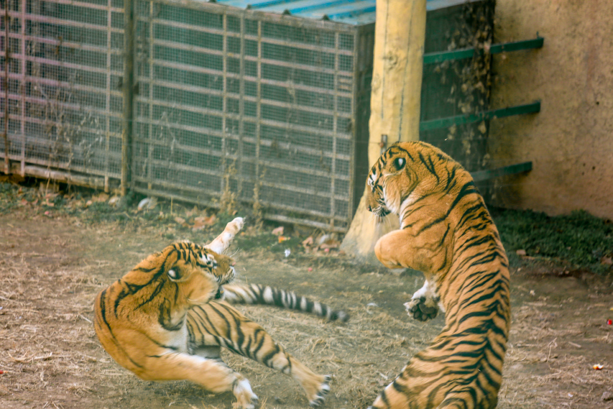 虎斗- 石榴爸爸z - 图虫