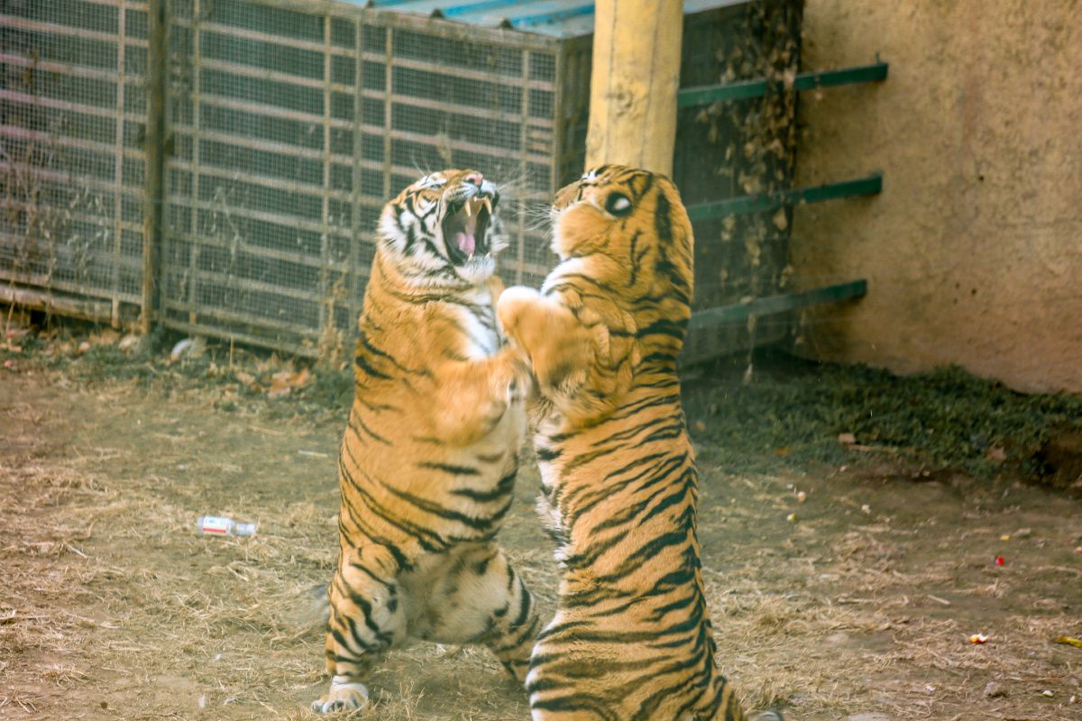 虎斗- 石榴爸爸z - 图虫