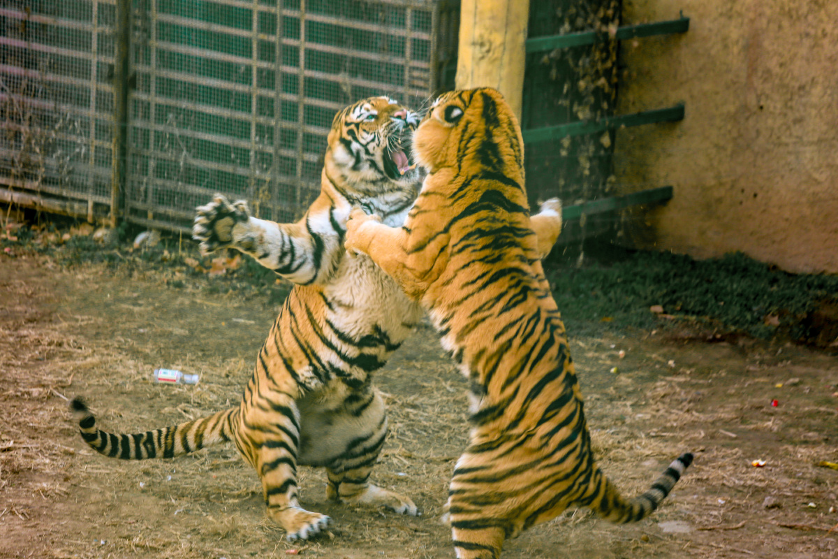 虎斗- 石榴爸爸z - 图虫