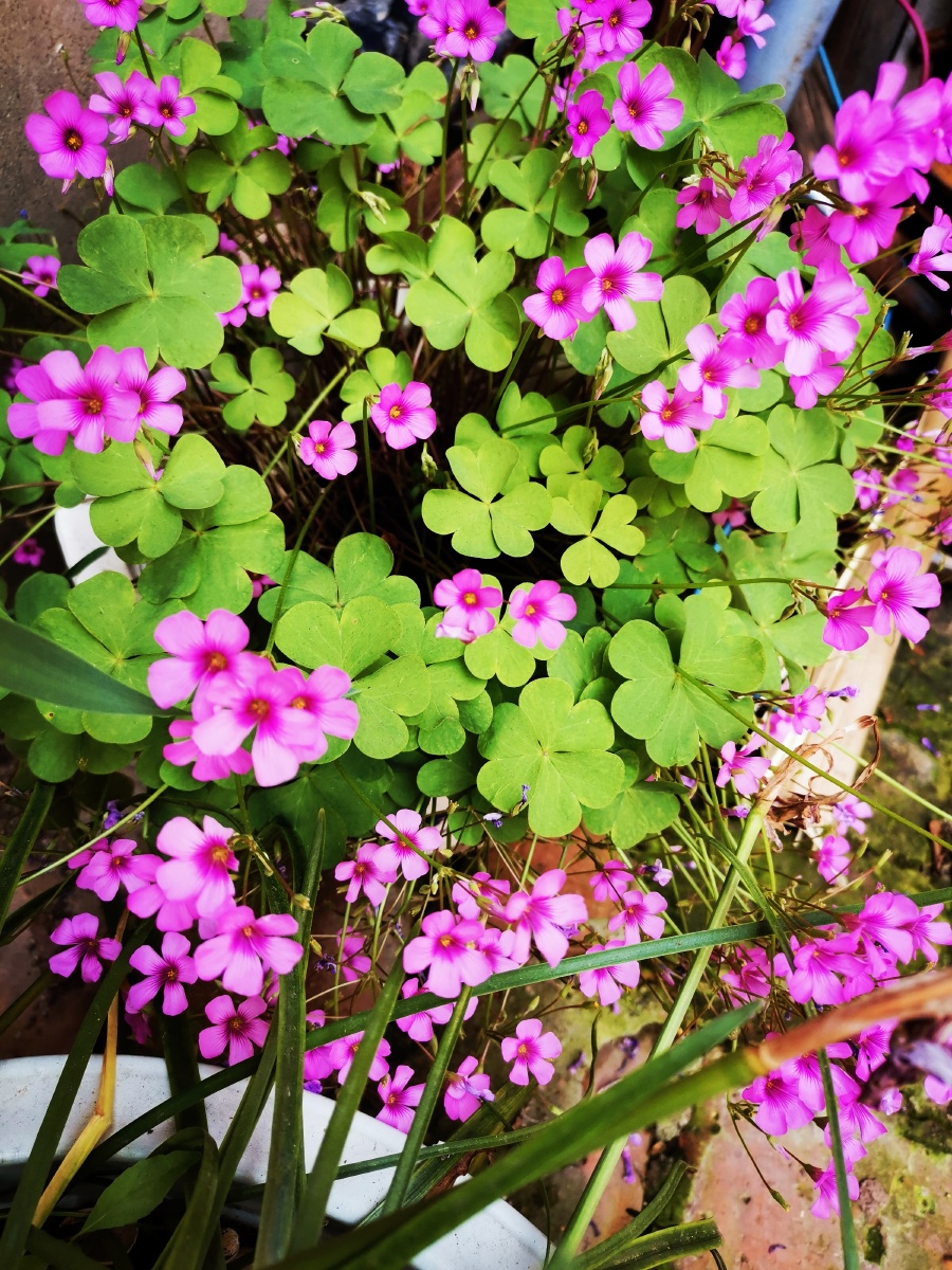 墙角的幸运草开花了还是第一次见