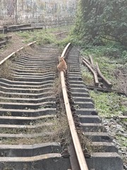 1000015517