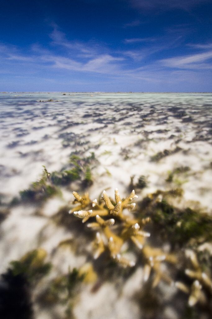 礁盘深处在退潮时候充满了水草和裸露的珊瑚。<br />
NISI ND1000+NISI GND 0.9