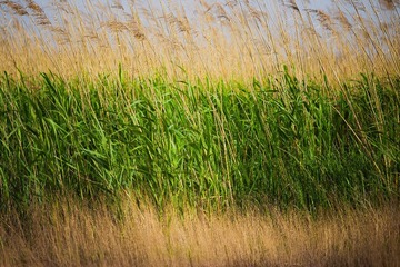 IMG_1207.jpg