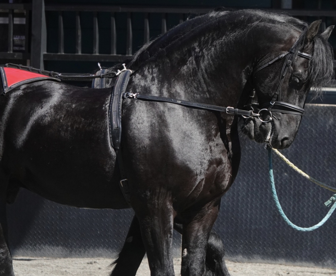 汗血马与小矮马