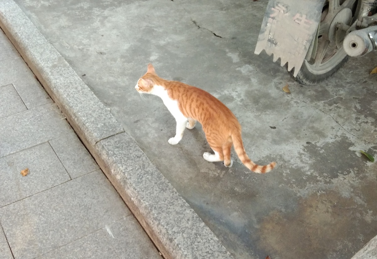 金被银床猫很灵