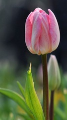 DSC_3909.jpg