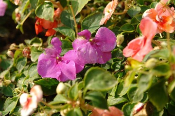 DSC02353.JPG