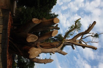 DSC02428.JPG