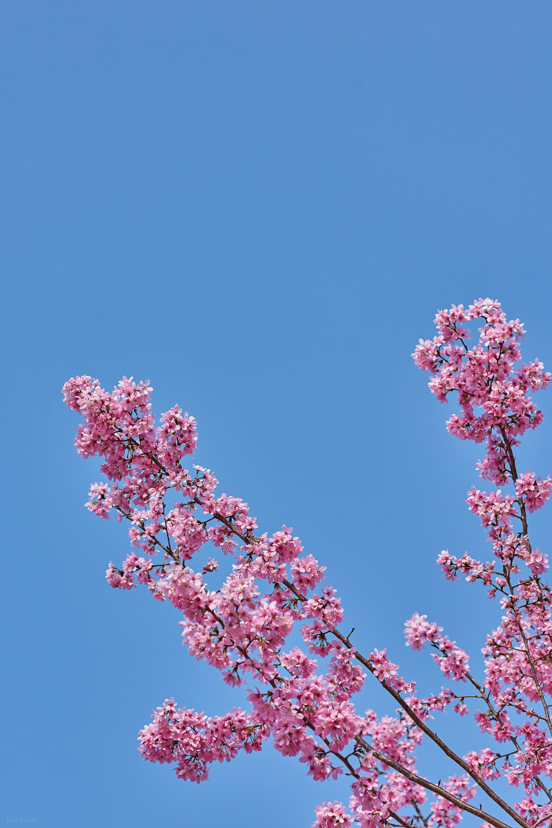 春樱盛开2021一个提前进入春天的一年全国遍地开花