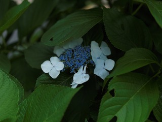2306803