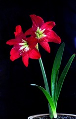 君子兰花1