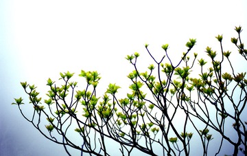 春汛