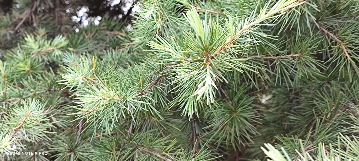 针叶松的叶子尖尖的每根树叶都像一只针竖立在哪里