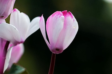 20120116_0596 拷貝.jpg