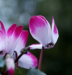 20120116_0612 拷貝.jpg