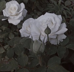 17597