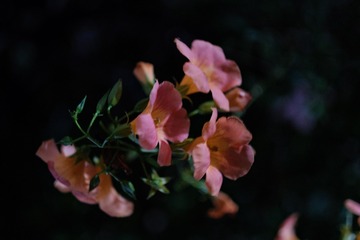 EB1BA9F5-28B1-42B6-94E3-63D8ED3B091A/L0/001