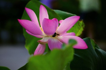 IMGP1587_副本.jpg