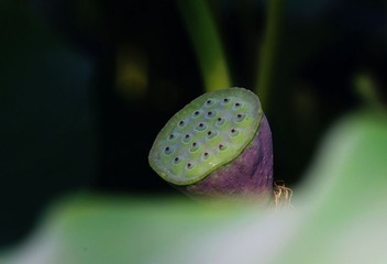 IMGP1708_副本.jpg