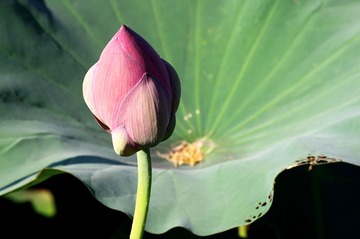 IMGP1731_副本.jpg