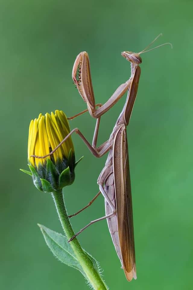 各种各样的螳螂原来螳螂也是如此的色彩斑斓还有螳螂居然很像兰花