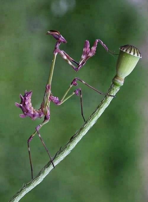 各种各样的螳螂原来螳螂也是如此的色彩斑斓还有螳螂居然很像兰花