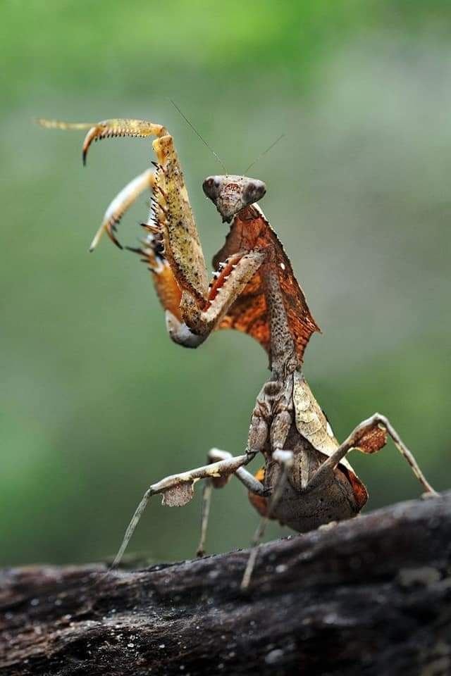 各种各样的螳螂原来螳螂也是如此的色彩斑斓还有螳螂居然很像兰花