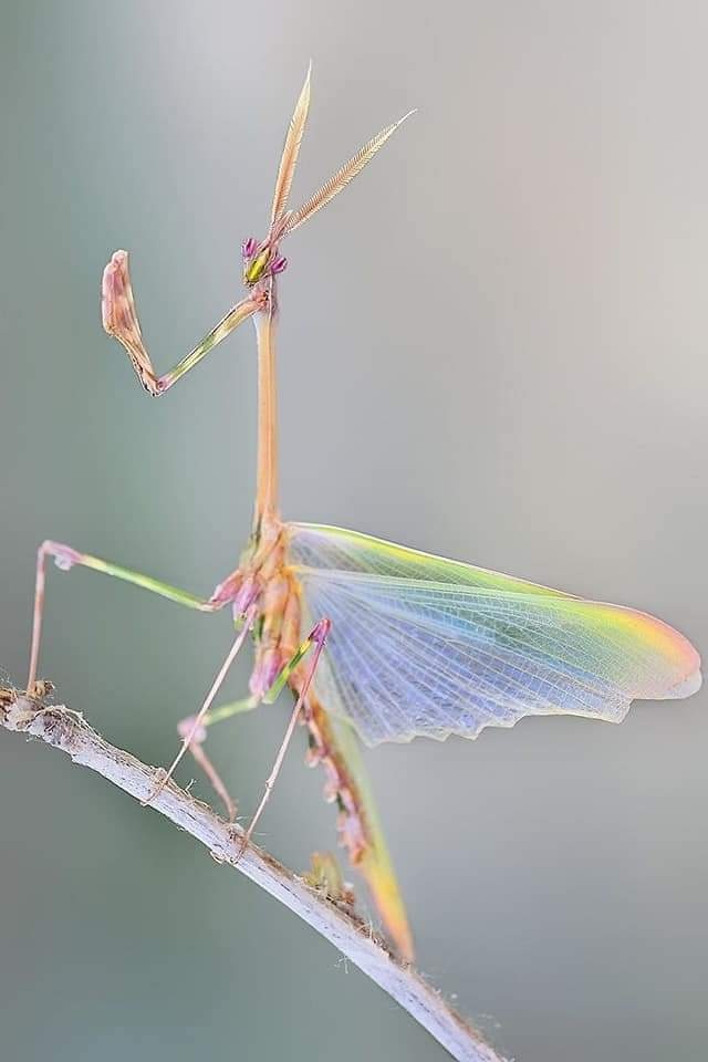 各种各样的螳螂原来螳螂也是如此的色彩斑斓还有螳螂居然很像兰花