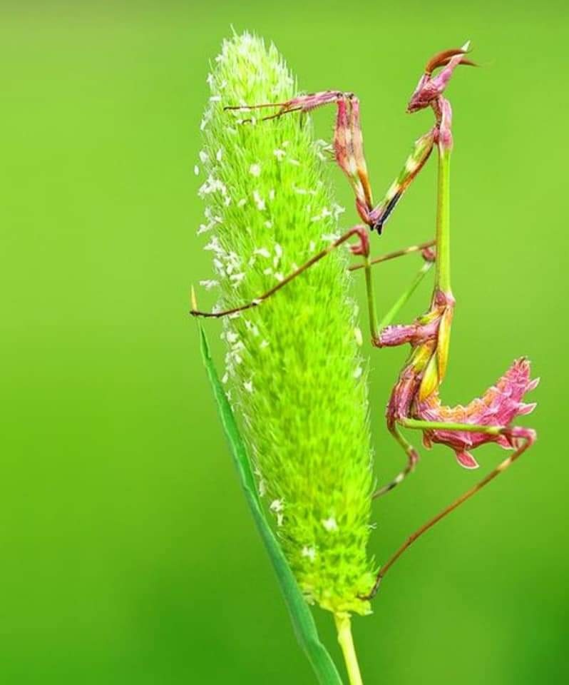 各种各样的螳螂原来螳螂也是如此的色彩斑斓还有螳螂居然很像兰花