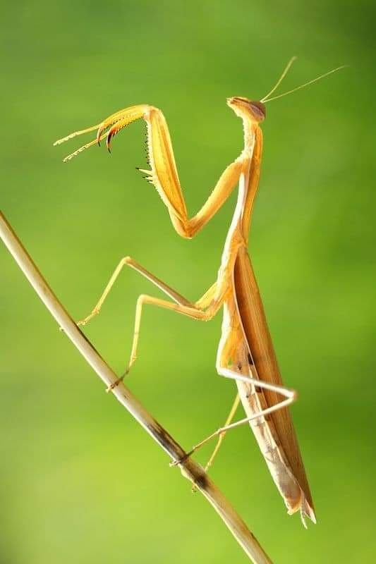 各种各样的螳螂原来螳螂也是如此的色彩斑斓还有螳螂居然很像兰花