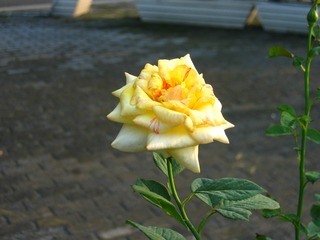 F0F8DDCE-5A05-4608-B020-EC14A908A183/L0/001