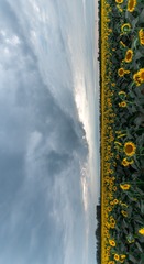 10067