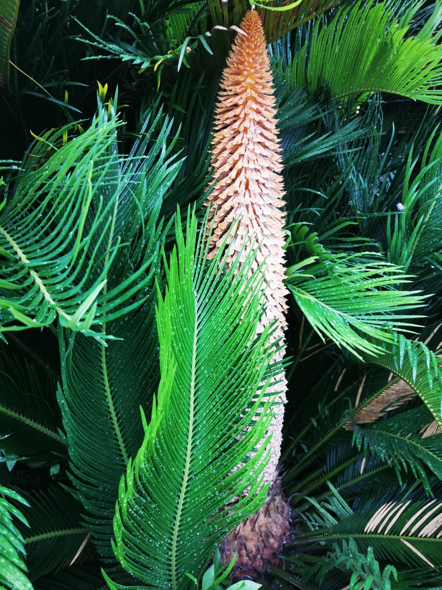 铁树开花桃胶满枝嫩叶狗尾荷花尖尖石碑古亭