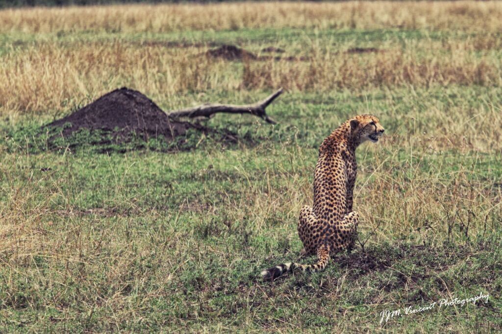 cheetah<br />
Masai Mara,Kenya