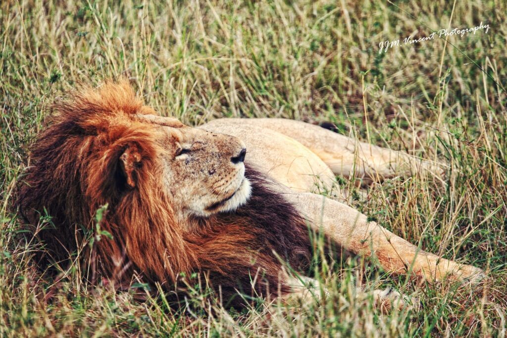 慵懒的狮子<br />
Masai Mara,Kenya【发现去年好多片子都没丢上图虫的节奏】