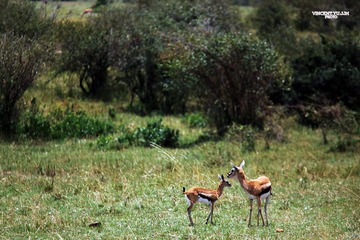 IMG_0335.JPG