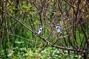 IMG_9840.jpg