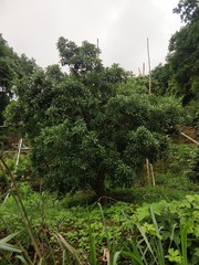 2149833