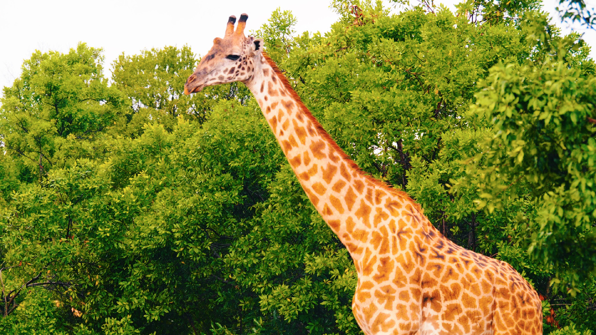 东非大草原的野生长颈鹿00可爱的大高个是不是特俊了04