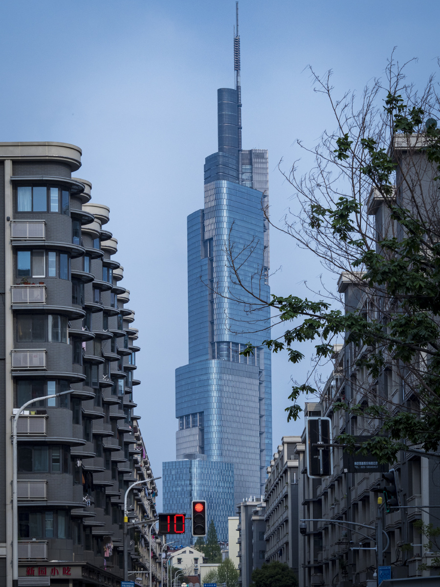 南京西桥颐和路酢浆草玫瑰花